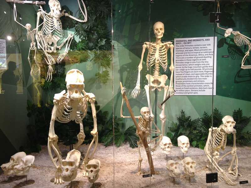 Muzej skeletona u Orlandu Aviotag aviokarte