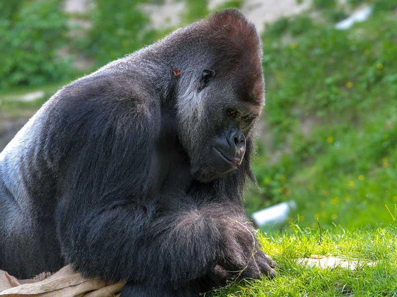 kinšasa avio karte aviotag