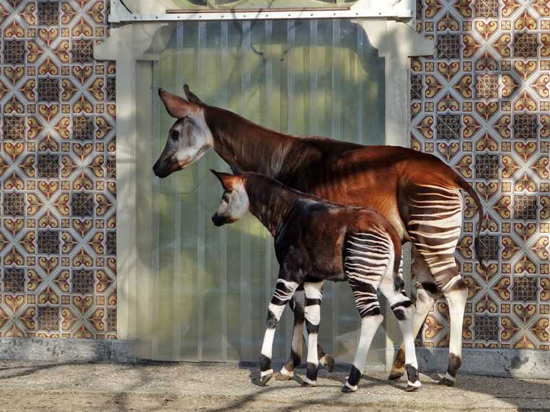 let za kinšasu aviotag