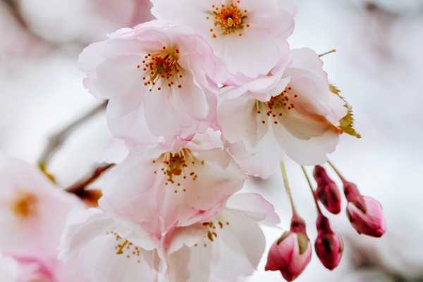 Festival trešnjinog cveta