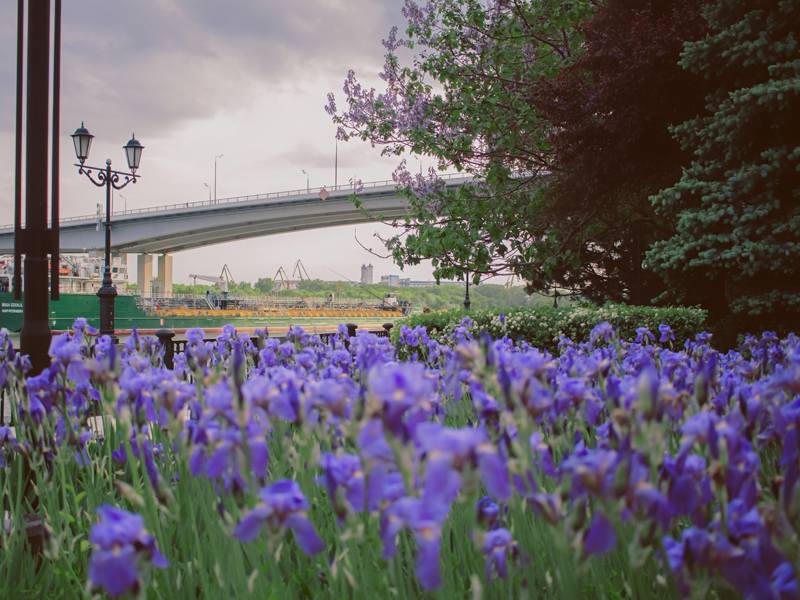 Vorošilovski most, Rostov na Donu