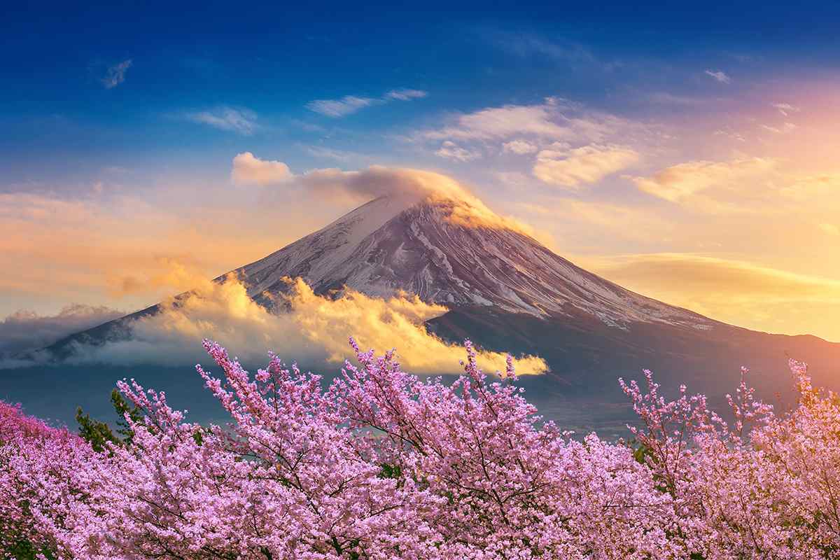 Japanska trešnja | AvioTag - Specijalizovana prodaja avio karata